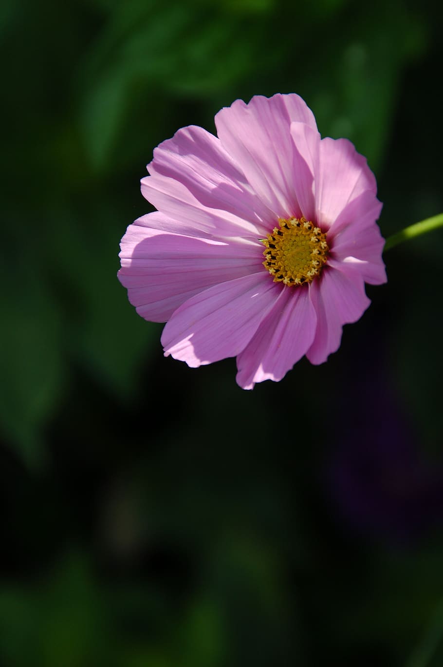rose, pink, flower, bloom, sun, garden, nature, flowering plant HD wallpaper