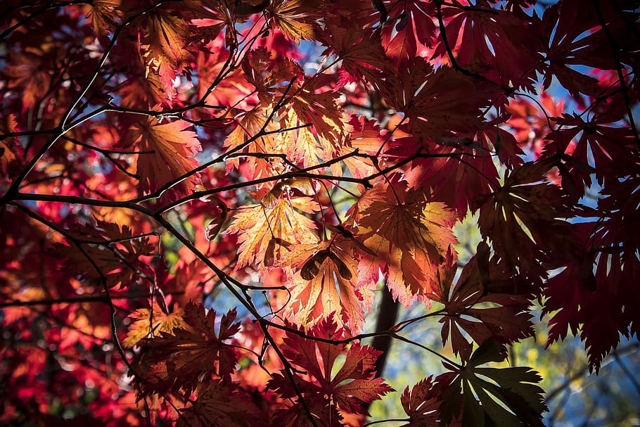 maple, autumn, leaf, red, yellow, orange, leaves, coloring HD wallpaper