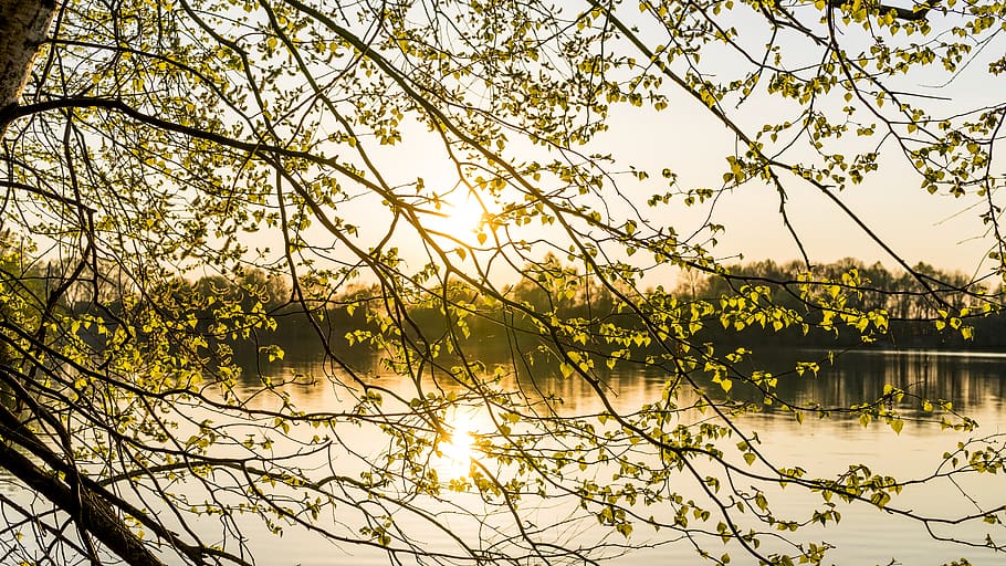 Photo of Yellow Leaf Tree With Background of Body of Water, beautiful HD wallpaper