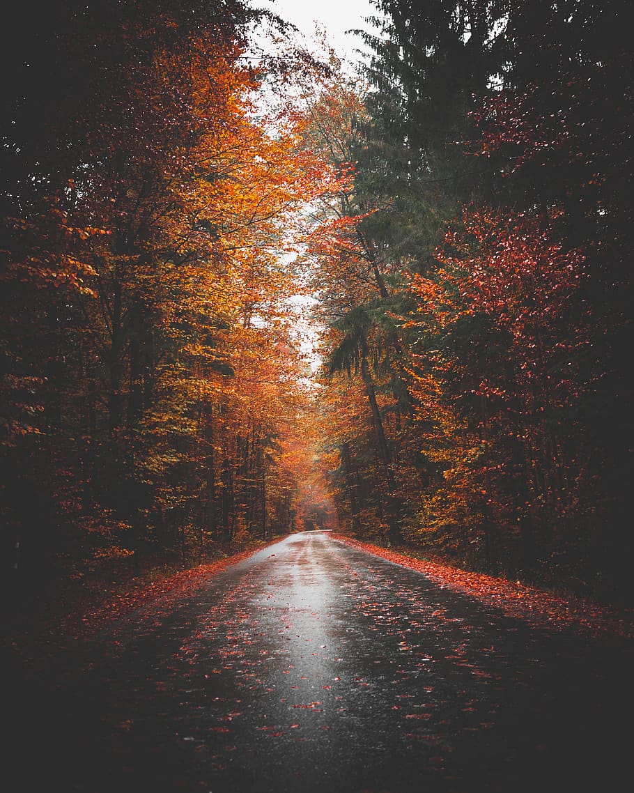 empty road surrounded by tree lines, direction, the way forward HD wallpaper