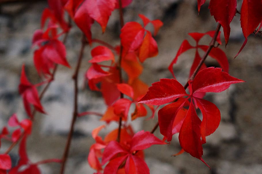 france, paris, red, beauty in nature, close-up, flower, plant HD wallpaper