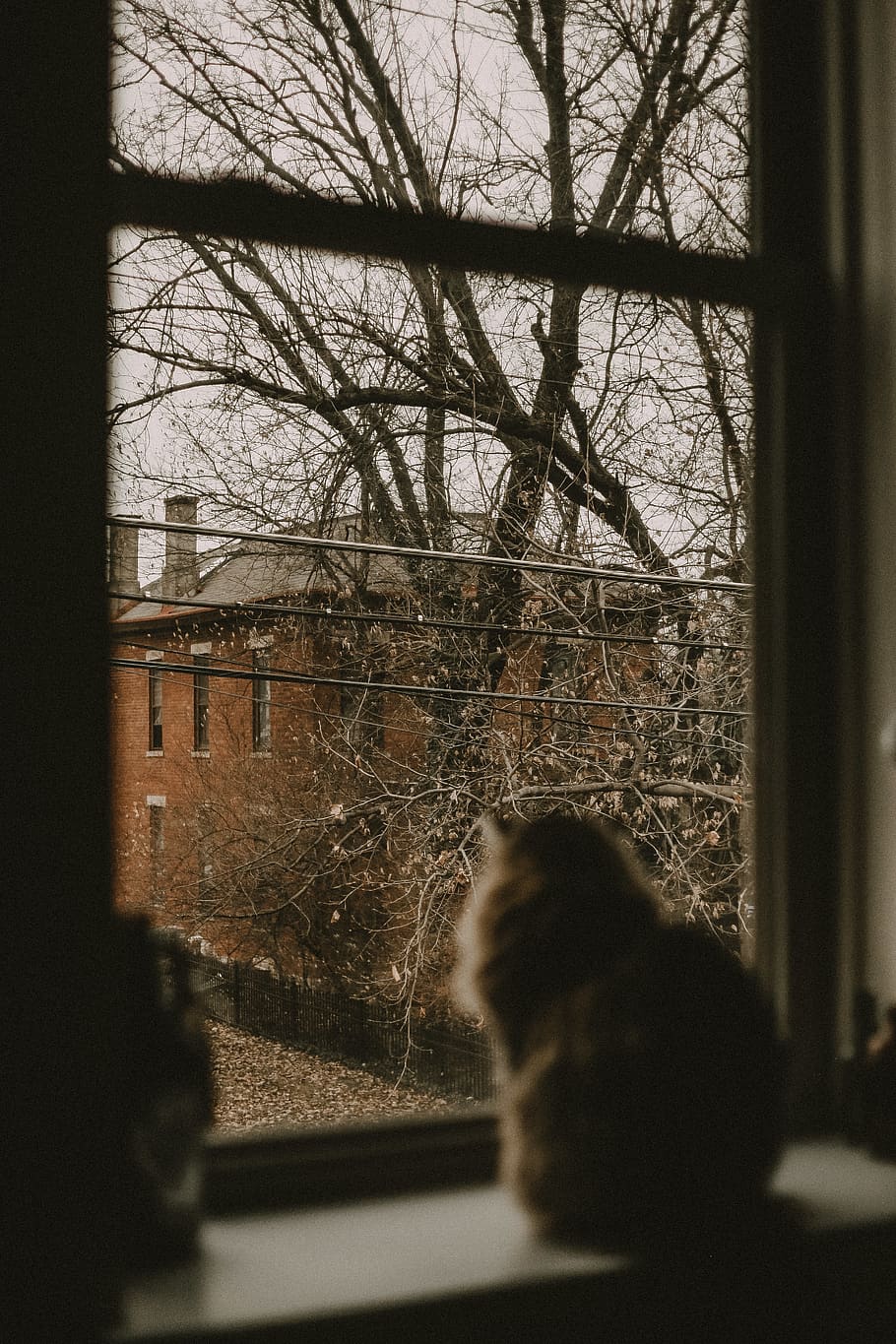 cat looking at window, winter, home decor, silhouette, windows HD wallpaper