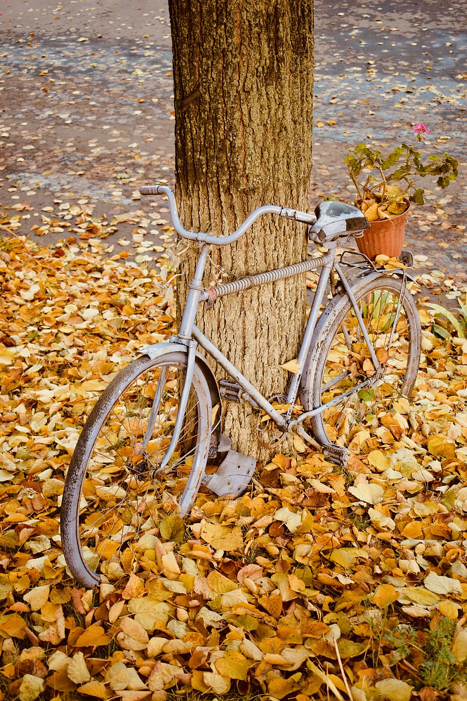 gray bicycle near tree, bike, vehicle, transportation, chair HD wallpaper