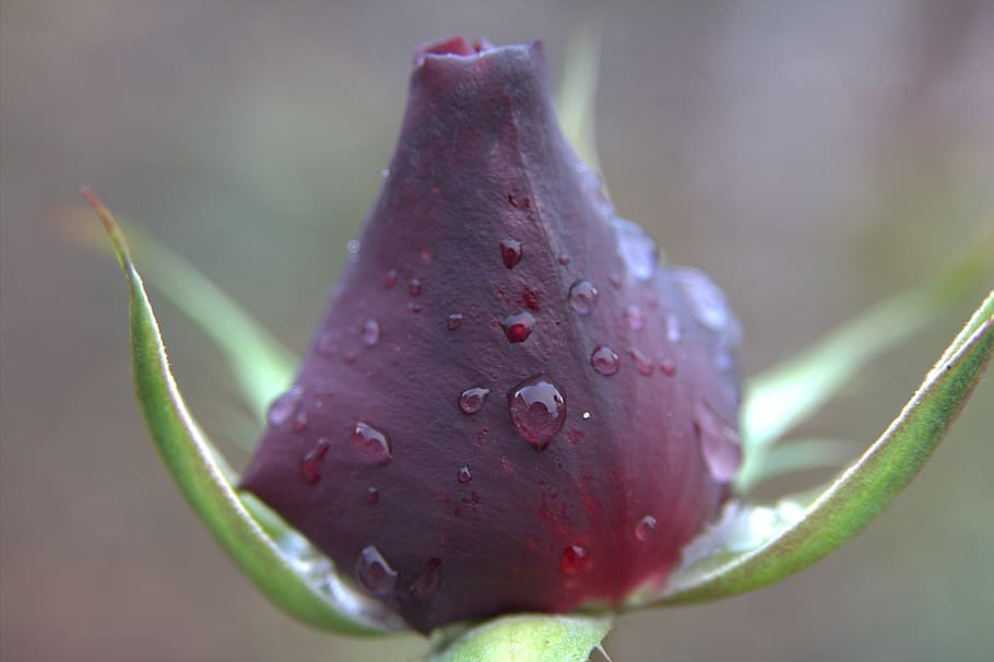rose, roses, bud, drops, droplets, rain, petals, autumn, роза, HD wallpaper