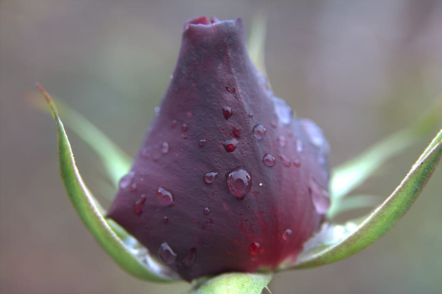 rose, roses, bud, drops, droplets, rain, petals, autumn, роза HD wallpaper