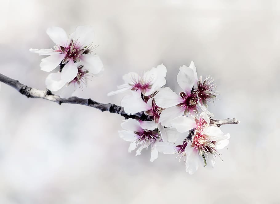 white flowering tree, flowering plant, freshness, fragility, vulnerability HD wallpaper