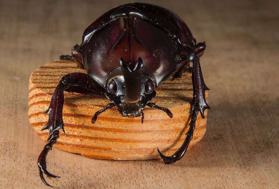 Brown Beetle, close-up, dynastinaea, insect, rhinoceros beetle, HD wallpaper