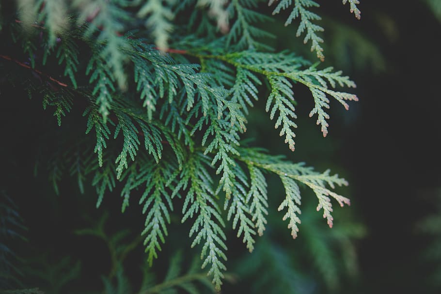 green, leaf, plant, nature, blur, green color, close-up, growth HD wallpaper