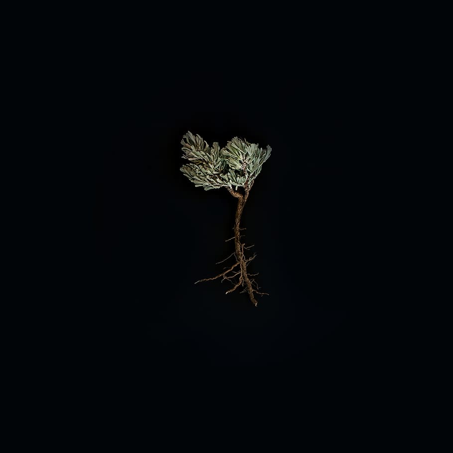 green-leafed plant, studio shot, black background, copy space HD wallpaper