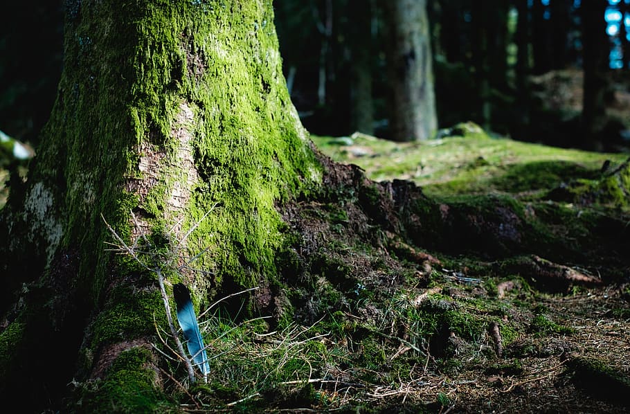 green, moss, tree, wood, grass, nature, plant, trunk, tree trunk HD wallpaper