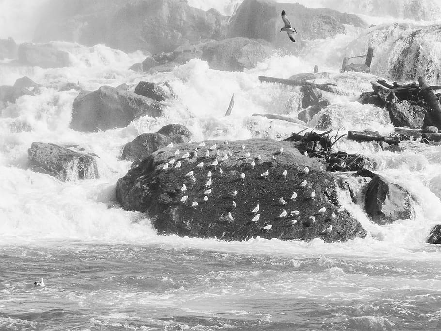 canada, niagara falls, fly, flight, birds, nature, water, motion HD wallpaper