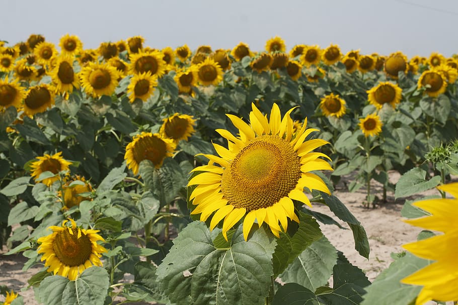 sunflower, field, summer, agriculture, greens, flowers, heat HD wallpaper