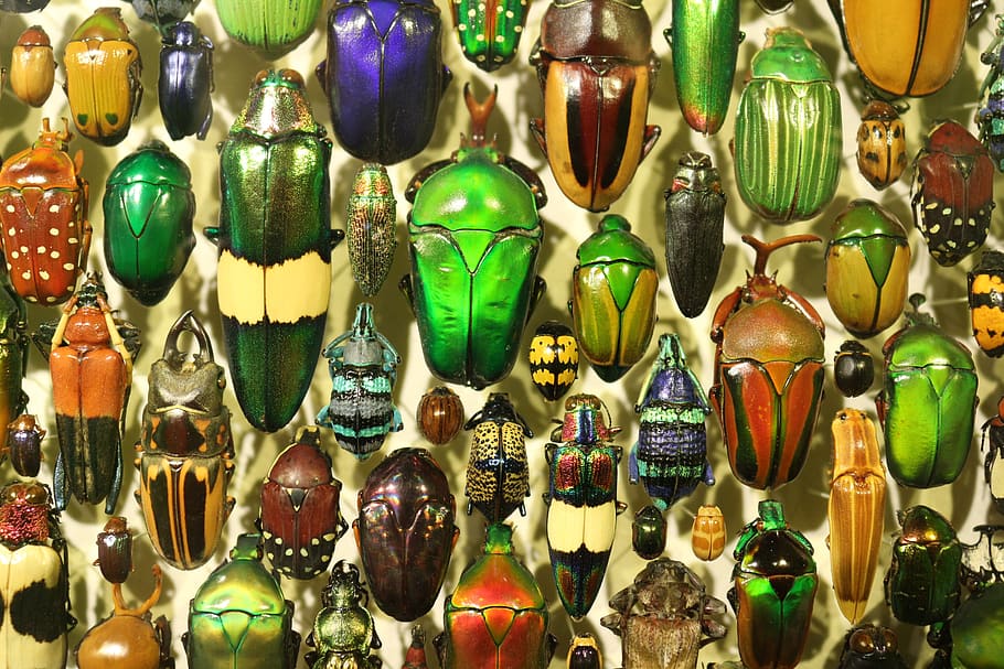 insect, insectarium, insects, beetle, beetles, metal, iridescent HD wallpaper