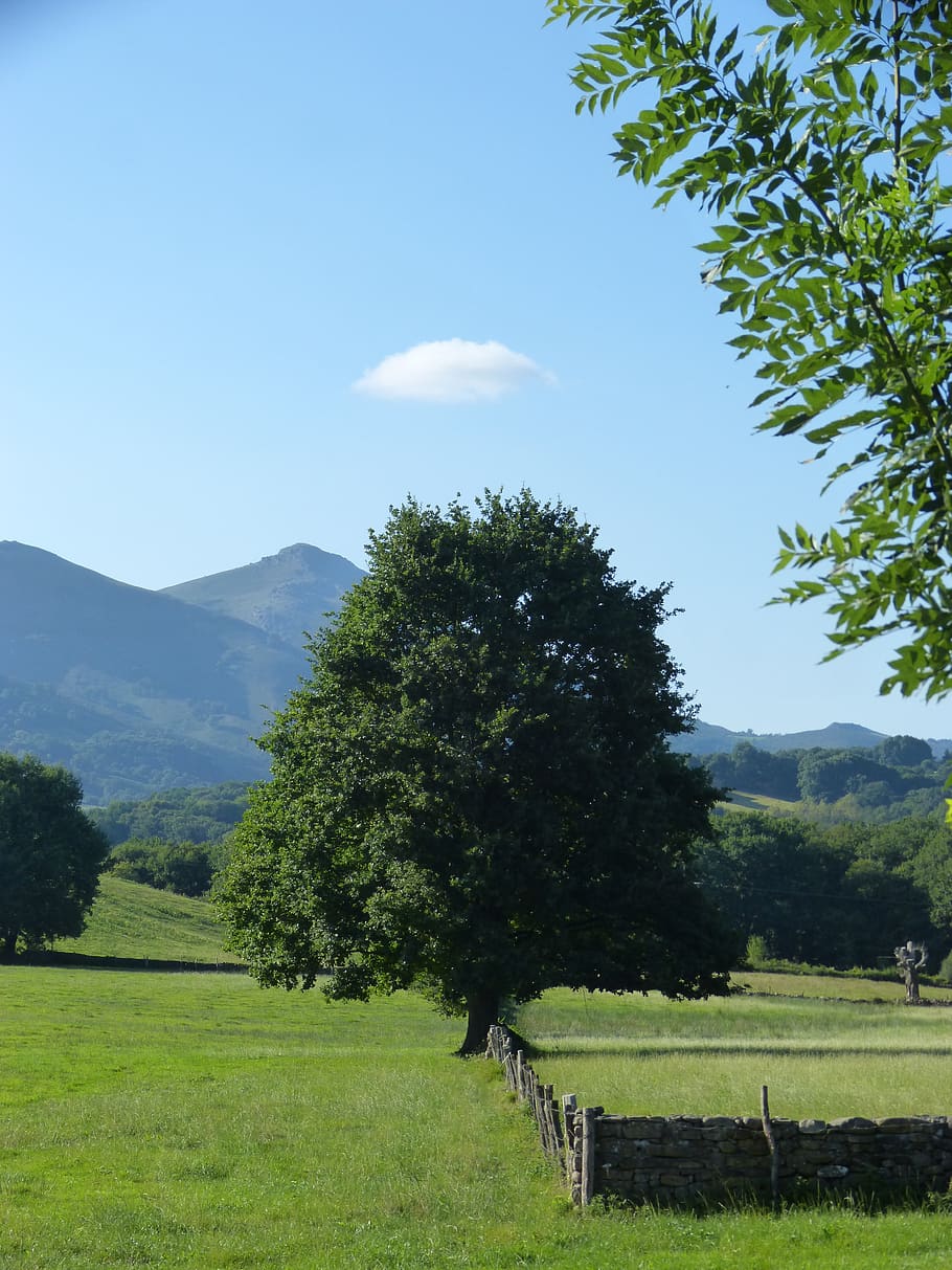 tree, big tree, prado, pyrenees, navarre, close, wall, plant HD wallpaper