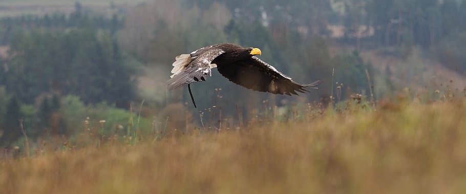 animal, bird, eagle, eagle eastern, flight, wings, beak, feather HD wallpaper
