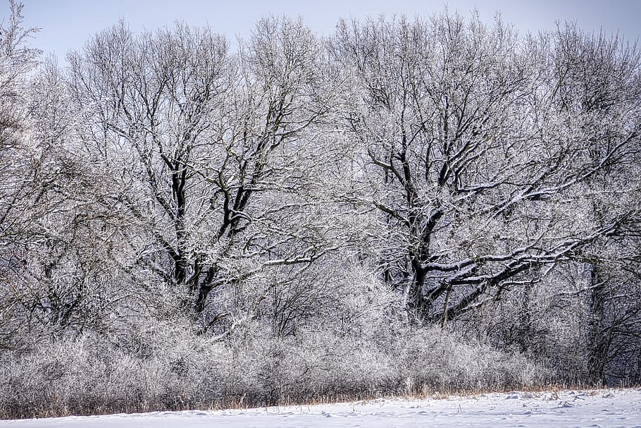 tree, winter, snow, landscape, nature, cold, wintry, snowy HD wallpaper