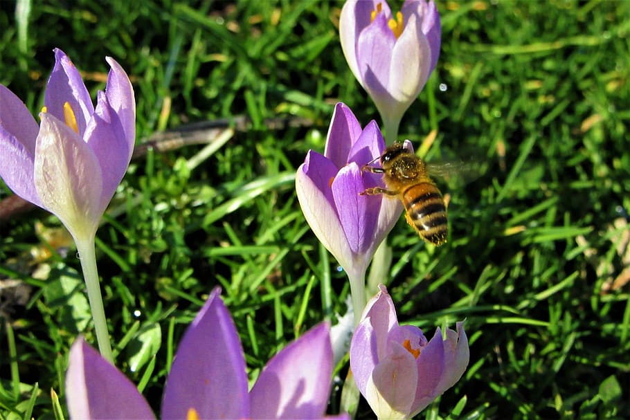 crocus, spring flowers, bee, vegetable, violet, bloom, beautiful HD wallpaper