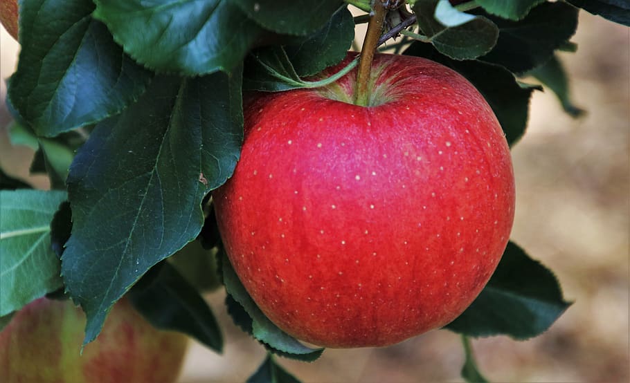 sad, branch, apple, red, suspended, garden, in the garden, fruit HD wallpaper