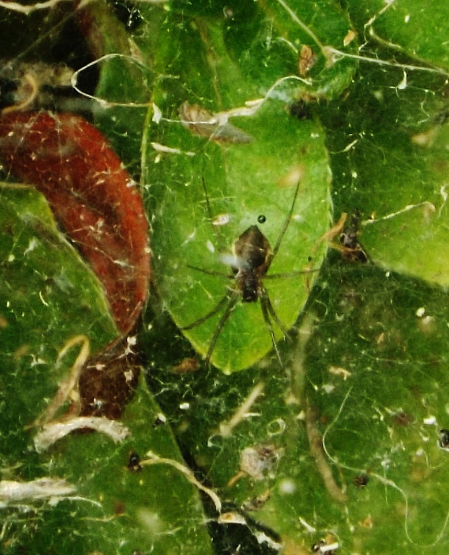 spider, plants, invertebrate, insect, animal themes, animal wildlife HD wallpaper