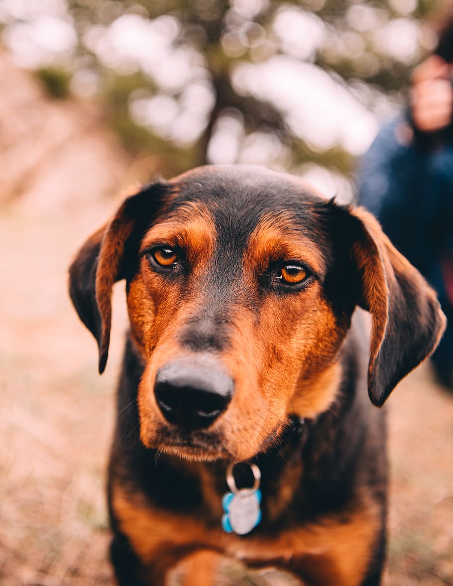 united states, boulder, canine, dog, one animal, domestic, pets HD wallpaper