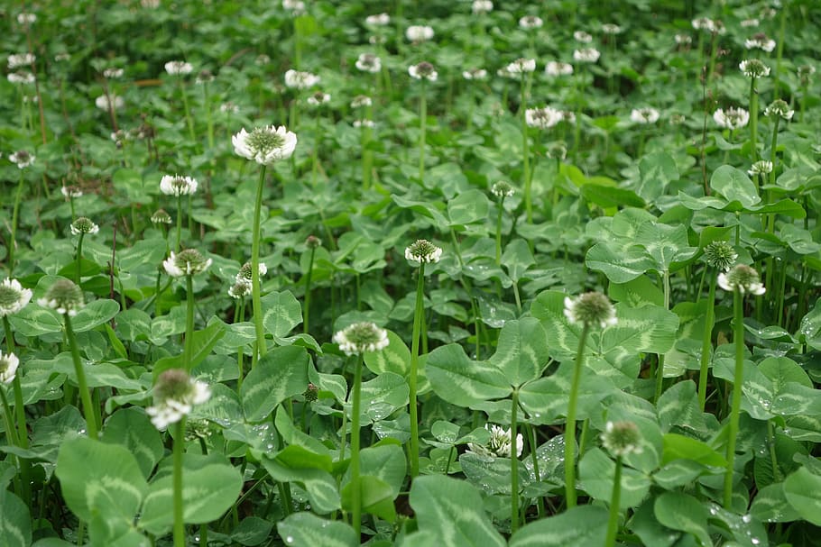 green, flower, flowering plant, growth, leaf, plant part, green color HD wallpaper