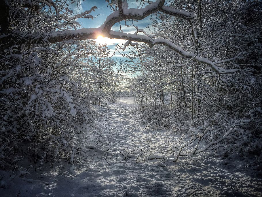 snowfall, sunrise, trees, canopy, trail, sunshine, plant, cold temperature HD wallpaper