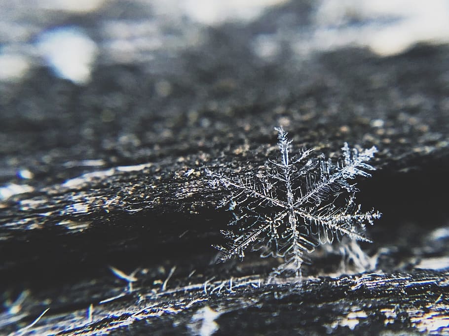 snowflake, ice, winter, cold, christmas, cold temperature, frozen HD wallpaper