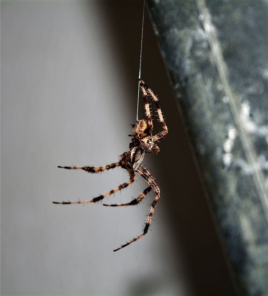 spider, insects, web, animal themes, invertebrate, arachnid HD wallpaper