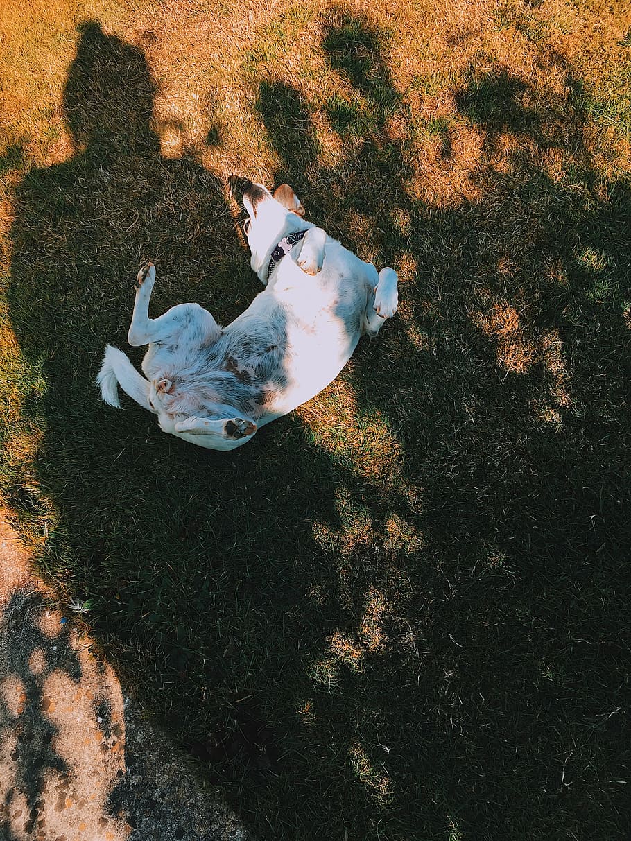 dog, rolling, sun, shadow, pet, animal, puppy, doggo, white HD wallpaper