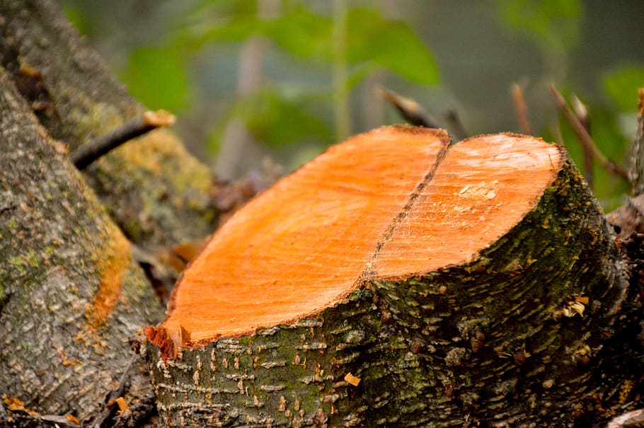 wood, cup, texture, tree, nature, woodcutter, forestry, plant HD wallpaper