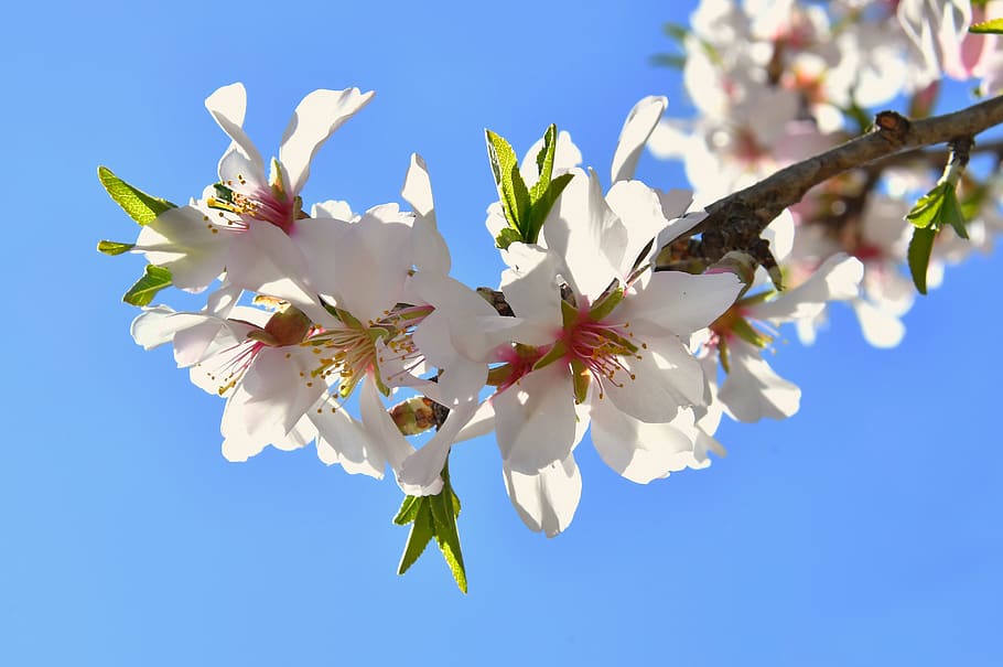 spring flower, kikelet pansio, nature, flora, white, garden HD wallpaper