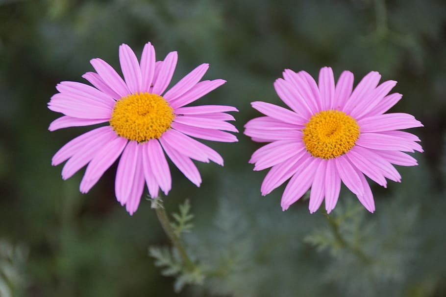 magurit, flower, have, bloom, plant, natural, garden, romantic HD wallpaper