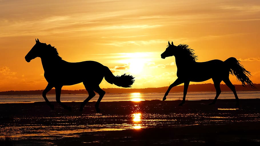 sunset, horses, wild, nature, silhouette, ocean, beach, tide