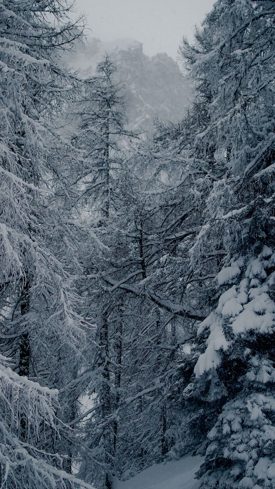 pine tree covered with snow, ice, nature, outdoors, frost, plant HD wallpaper