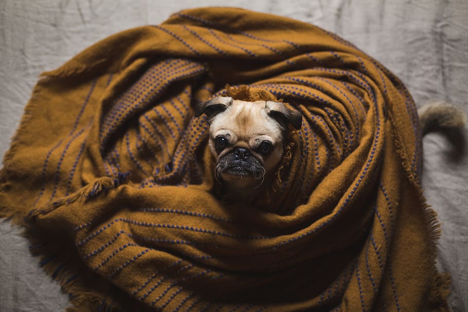 View from above of a pug s face upwards looking into camera with its body wrapped in a blanket