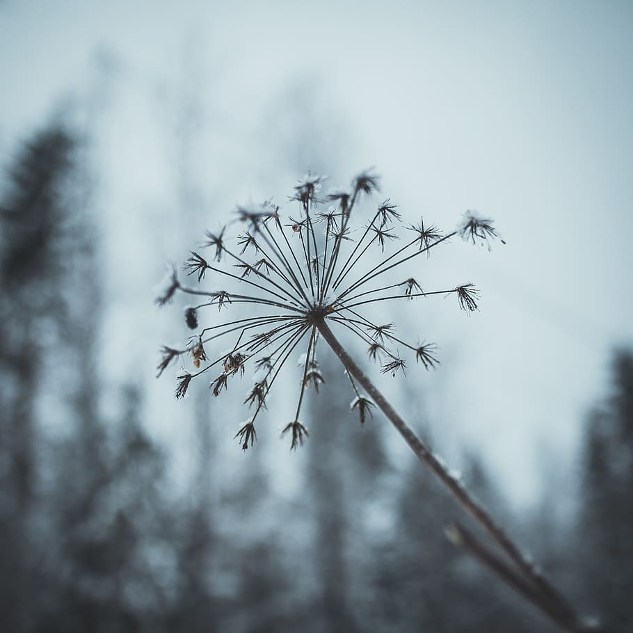 nature, plant, focus on foreground, no people, vulnerability HD wallpaper