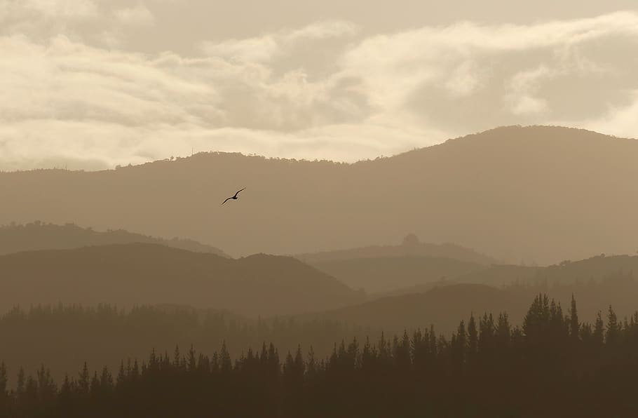 nature, landscape, mountain, clouds, sky, bird, brown, woods HD wallpaper