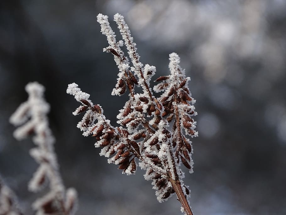 winter, icing, macro, nature, rime, landscape, frost, snow HD wallpaper