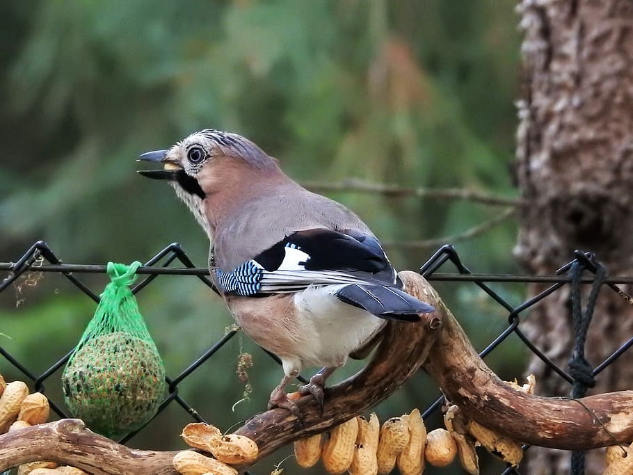 jay, autumn, peanuts, plumage, bird, vertebrate, animal themes HD wallpaper