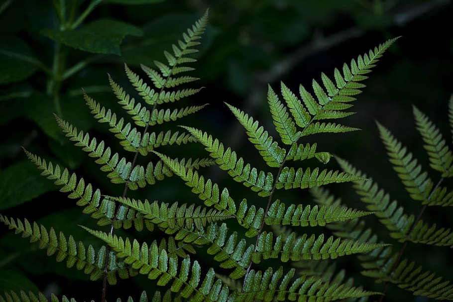 HD wallpaper: plant, fern, green, leaf, summer, leaves, garden, nature, spiral - Wallpaper Flare