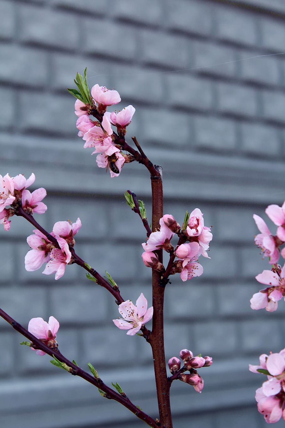 flower, spring, nature, nice, flowers, petals, floral, bloom HD wallpaper
