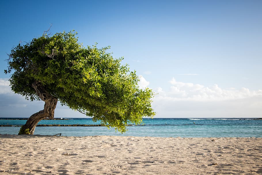 aruba, tree, beach, sea, summer, sky, water, land, beauty in nature HD wallpaper