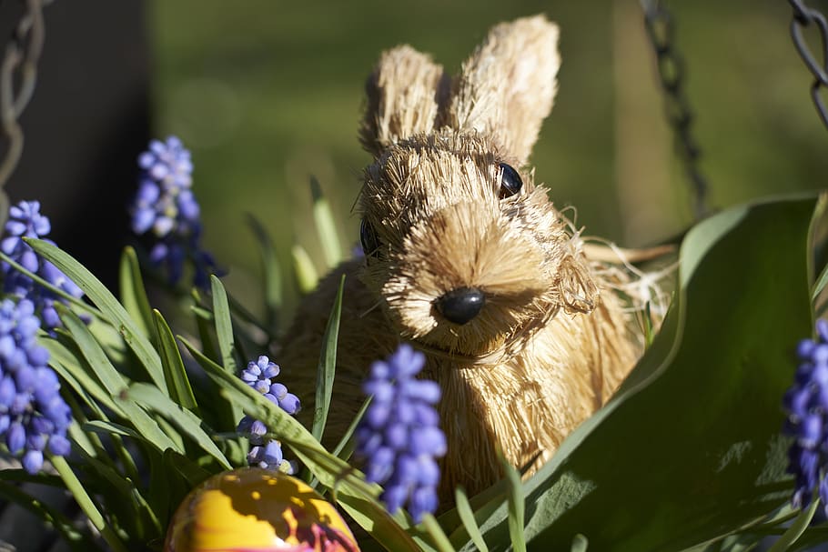 easter image, easter bunny, easter theme, funny, figure, sweet HD wallpaper