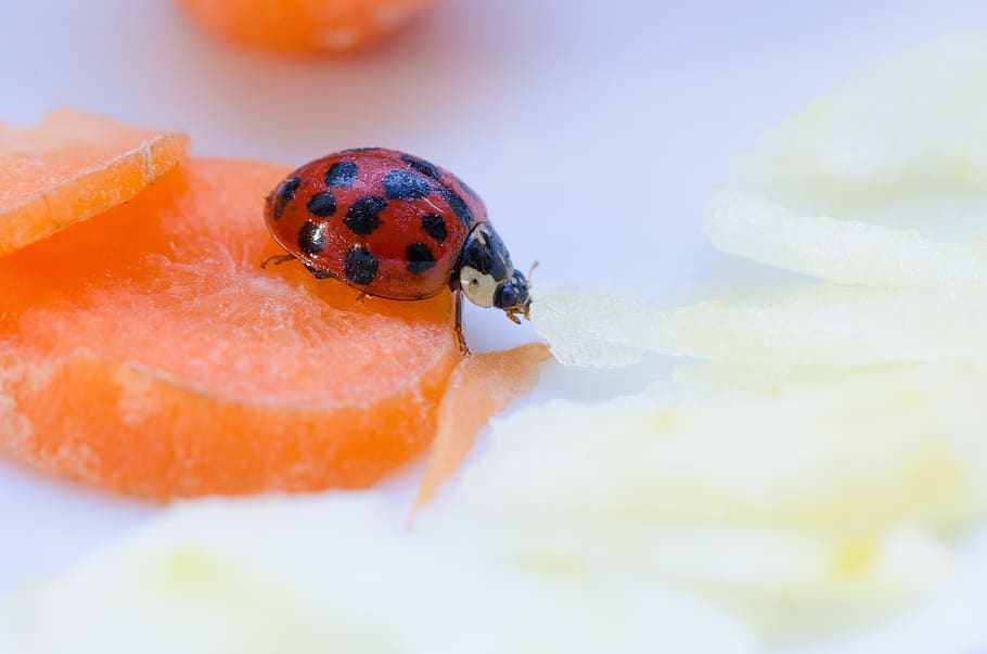 ladybug, close up, beetle, insect, hell, macro, lucky charm, HD wallpaper