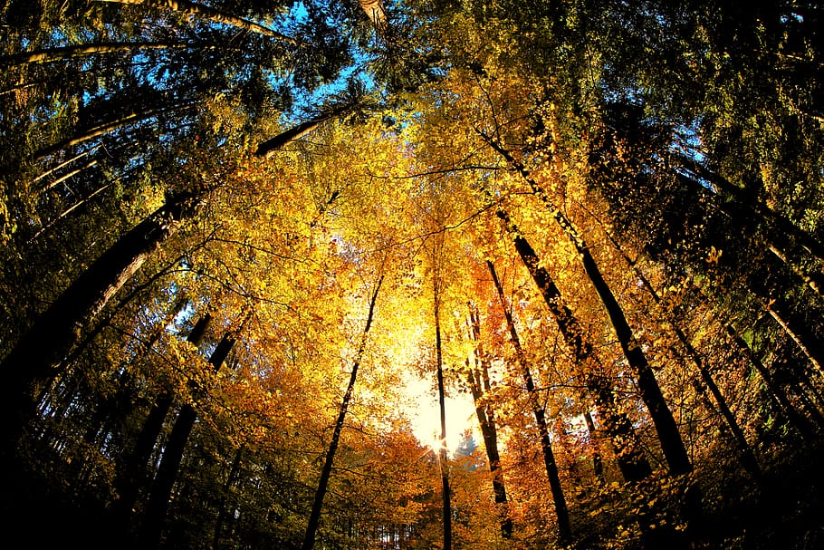 switzerland, tree, autumn, plant, low angle view, nature, forest HD wallpaper