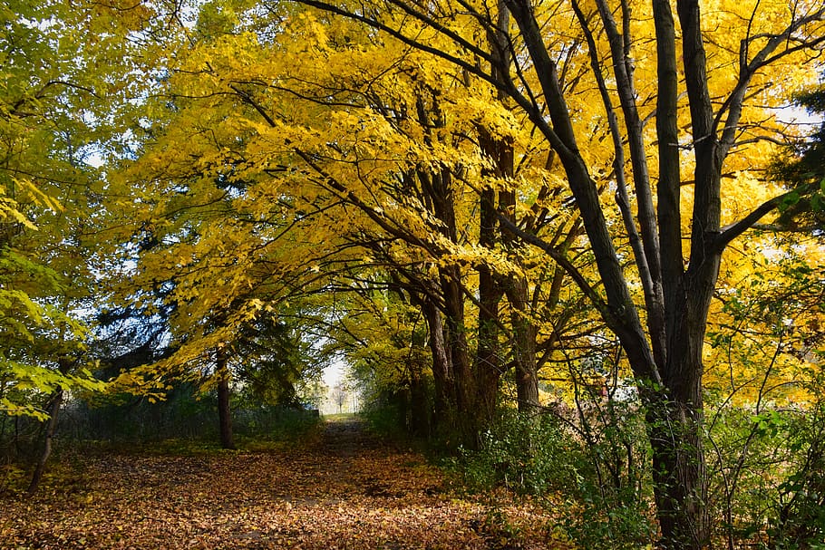 landscape, fall, autumn, nature, trees, colorful, path, leaves HD wallpaper