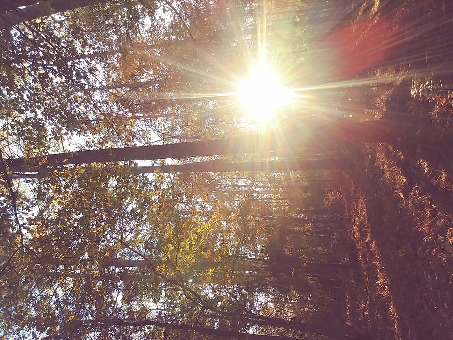 harbison state forest, tree, sunlight, plant, sunbeam, low angle view HD wallpaper