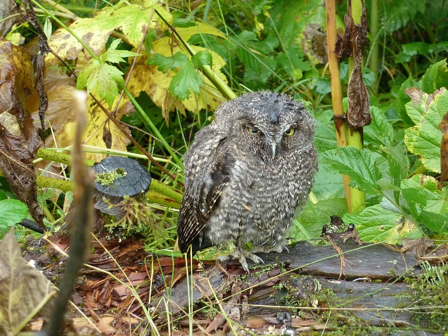 owl, screech, bird, predator, nocturnal, bird of prey, eyes HD wallpaper