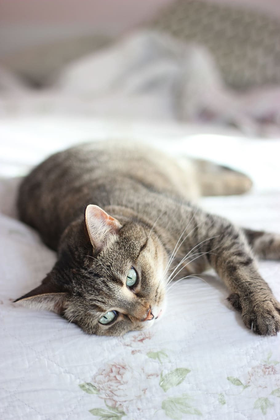 brown tabby cat lying on white textile, pet, lazy, kitty, day light