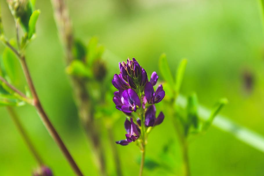 Purple Petaled Flowers, blooming, blur, blurred background, bright HD wallpaper